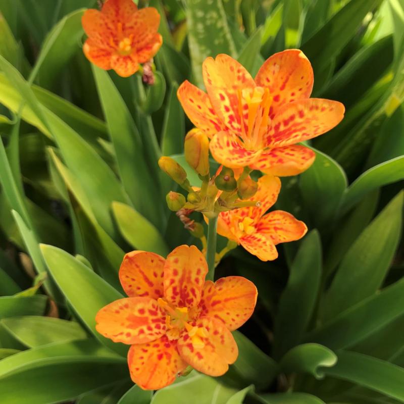 Belamcanda Hello Orange- леопардова лилия , китайски ирис оранжев  (1594)